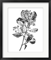 Hawthorn Berry Branch I Framed Print