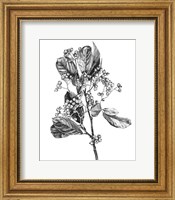 Framed Hawthorn Berry Branch II