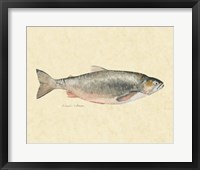 Catch of the Day II Framed Print