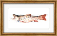 Framed Freckled Trout I