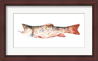 Framed Freckled Trout I