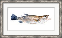 Framed Freckled Trout II