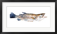 Framed Freckled Trout II