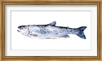 Framed Freckled Trout III
