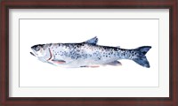 Framed Freckled Trout III