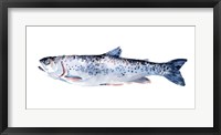 Freckled Trout III Framed Print