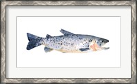 Framed Freckled Trout IV