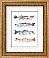 Framed Stacked Trout I
