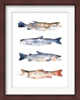 Framed Stacked Trout I