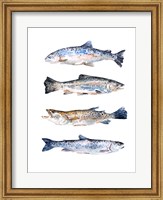 Framed Stacked Trout II