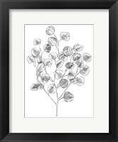 Framed Eucalyptus Sketch I