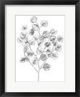 Framed Eucalyptus Sketch I