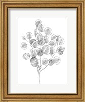 Framed Eucalyptus Sketch II