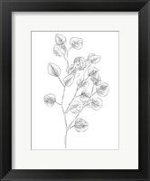 Framed Eucalyptus Sketch III
