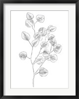 Framed Eucalyptus Sketch III
