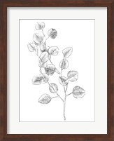 Framed Eucalyptus Sketch IV