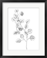 Framed Eucalyptus Sketch IV