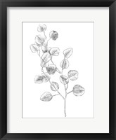 Eucalyptus Sketch IV Framed Print