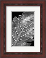 Framed Striking Leaf I