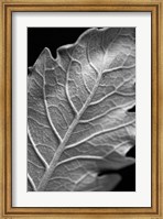 Framed Striking Leaf I