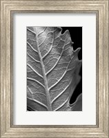 Framed Striking Leaf II