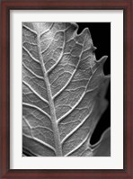 Framed Striking Leaf II