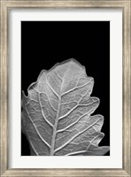Framed Striking Leaf III