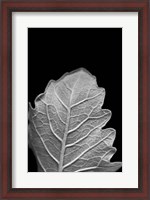 Framed Striking Leaf III