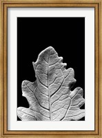 Framed Striking Leaf IV