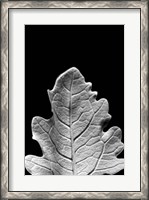 Framed Striking Leaf IV
