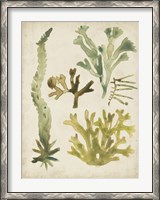 Framed Vintage Sea Fronds I