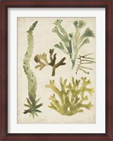 Framed Vintage Sea Fronds I