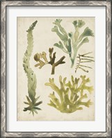 Framed Vintage Sea Fronds I