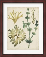 Framed Vintage Sea Fronds II