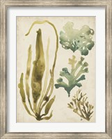 Framed Vintage Sea Fronds III