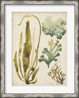 Framed Vintage Sea Fronds III