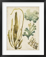 Framed Vintage Sea Fronds III