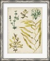 Framed Vintage Sea Fronds IV