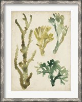 Framed Vintage Sea Fronds V