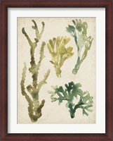 Framed Vintage Sea Fronds V