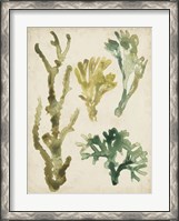 Framed Vintage Sea Fronds V