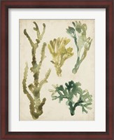 Framed Vintage Sea Fronds V