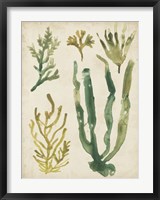 Framed Vintage Sea Fronds VI
