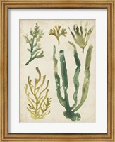 Framed Vintage Sea Fronds VI