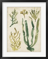 Framed Vintage Sea Fronds VI