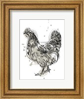 Framed Feathered Fowl IV