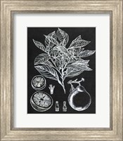 Framed Citrus Botanical Study I