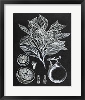 Framed Citrus Botanical Study I