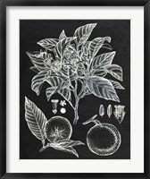 Framed Citrus Botanical Study II