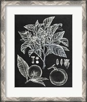 Framed Citrus Botanical Study II